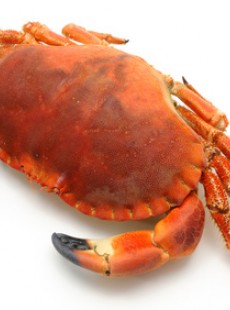 recette-de-la-semaine-par-anael-stolz-mille-feuilles-croustillant-crabe-avocat-41201